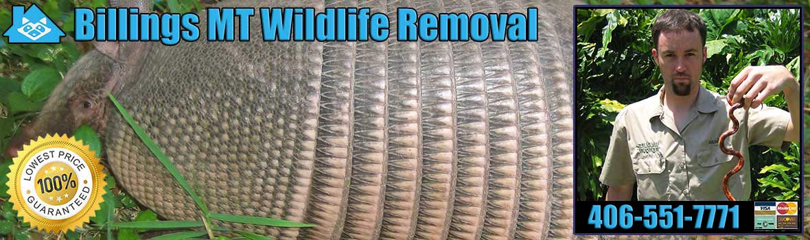 Billings Wildlife and Animal Removal
